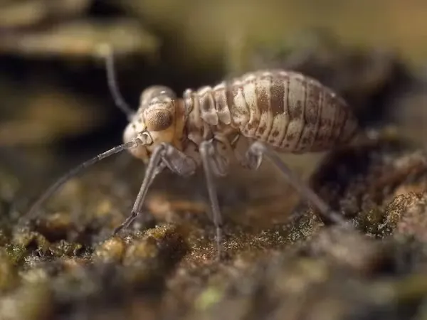 湿気が引き起こすチャタテムシの発生を防ぐ方法